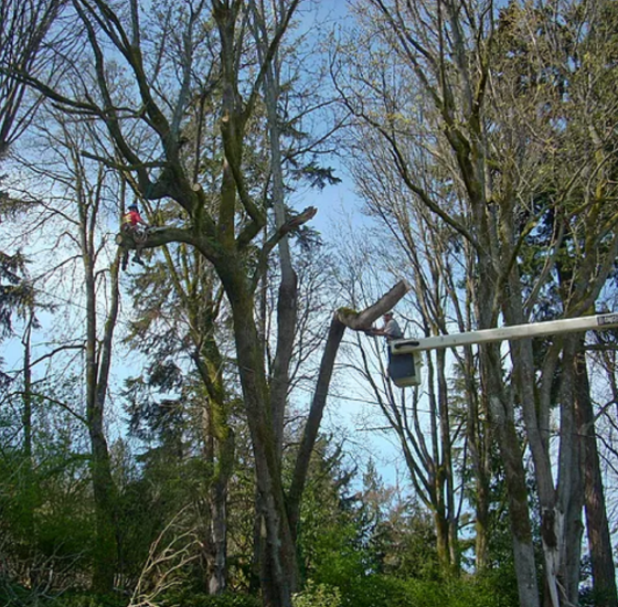 Bucket Truck Tree Trimming