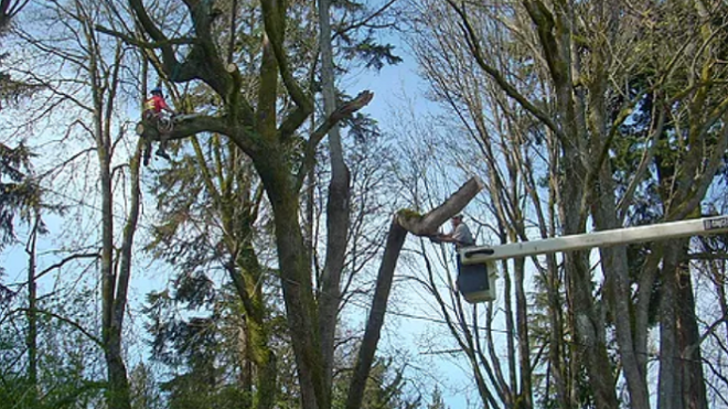 When Tree Limbs Become a Threat: How High Winds and Storms Can Turn Branches into Wrecking Balls