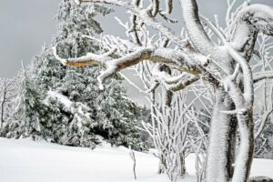 ice covered tree