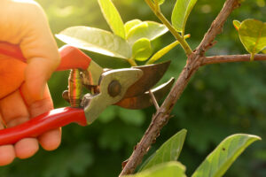 prune trees