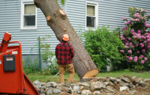 crane tree removal