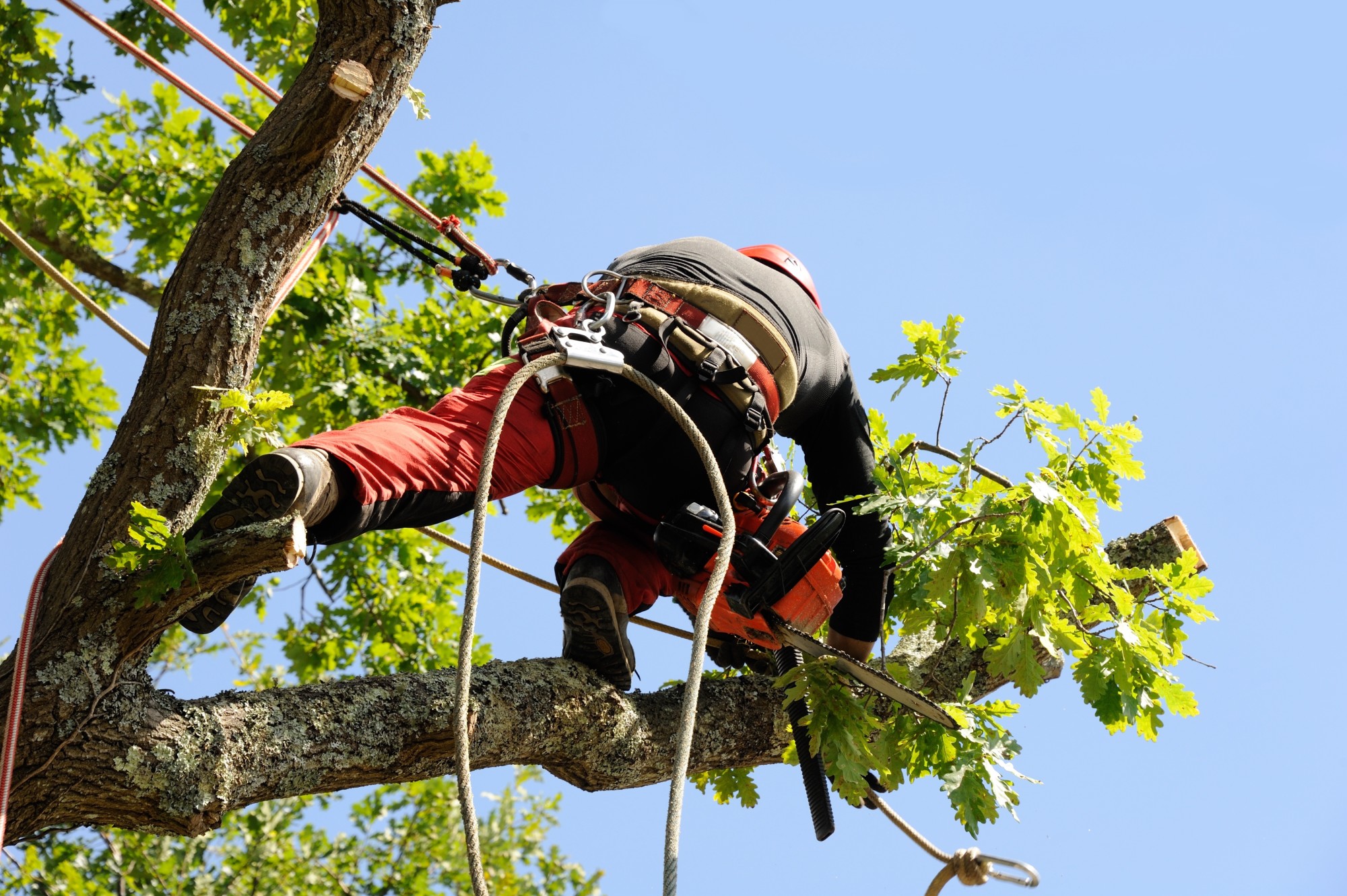 6 Types of Tree Removal for a Commercial Property