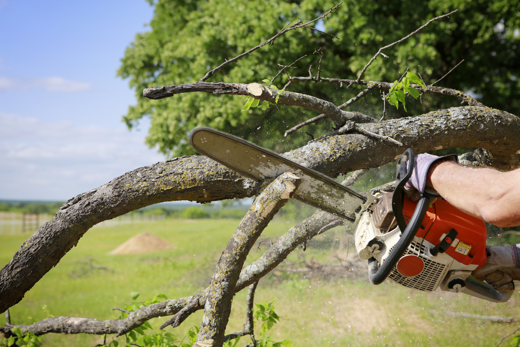 https://www.panddtreeservice.com/wp-content/uploads/2021/11/tree-trimming.jpeg