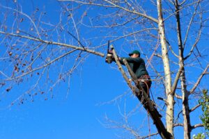 how to save a dying tree