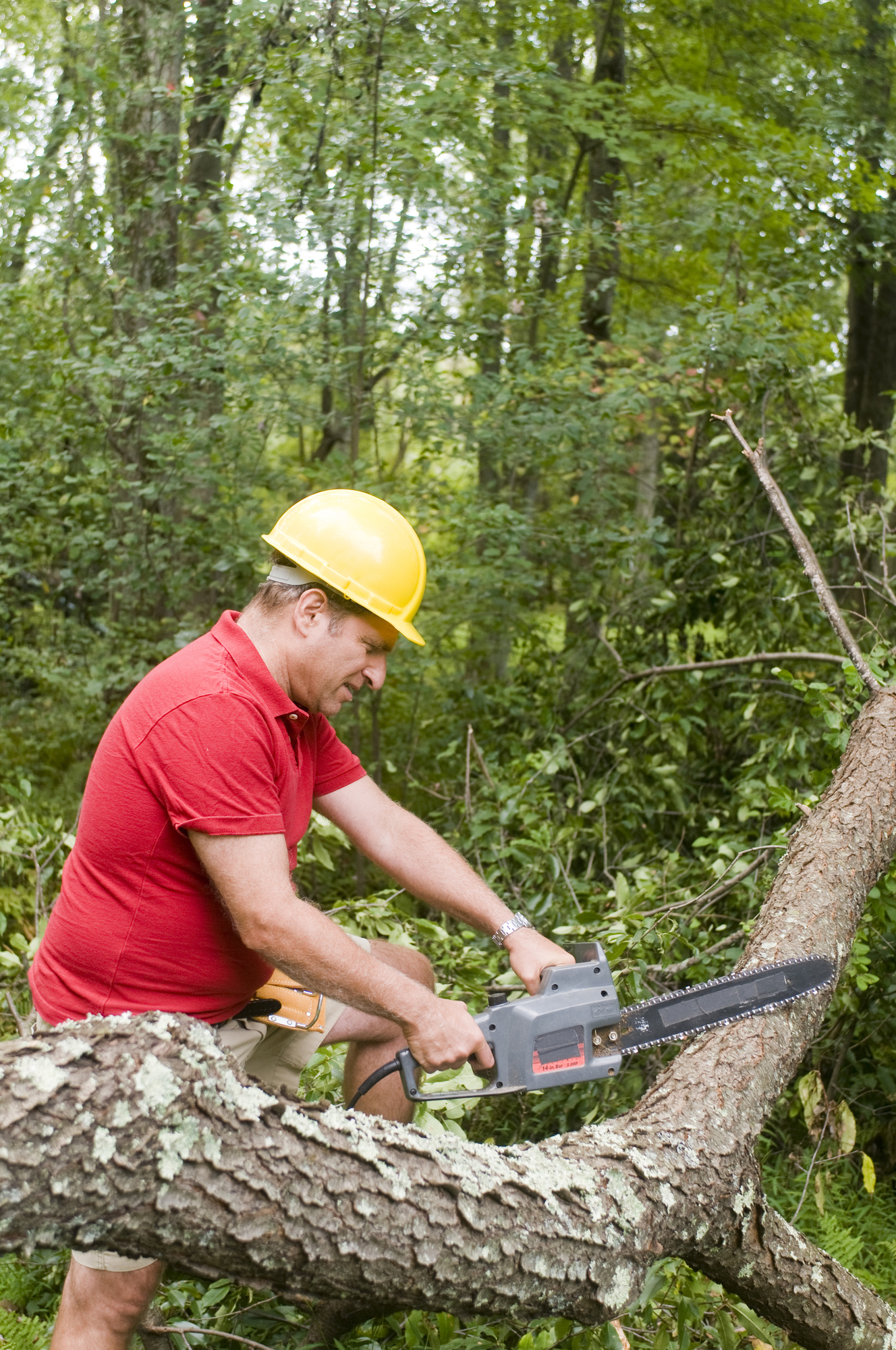 what-is-a-reasonable-price-for-tree-trimming