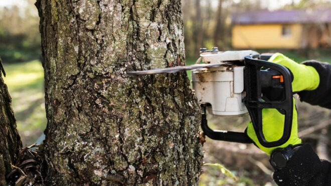 Tree Removal in Maple Valley: DIY vs Professional Services