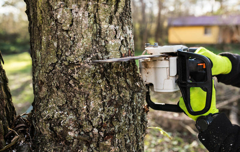 Tree Removal in Maple Valley: DIY vs Professional Services