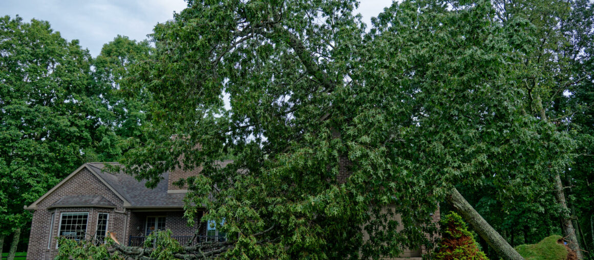 When to Call for Emergency Tree Removal in Maple Valley