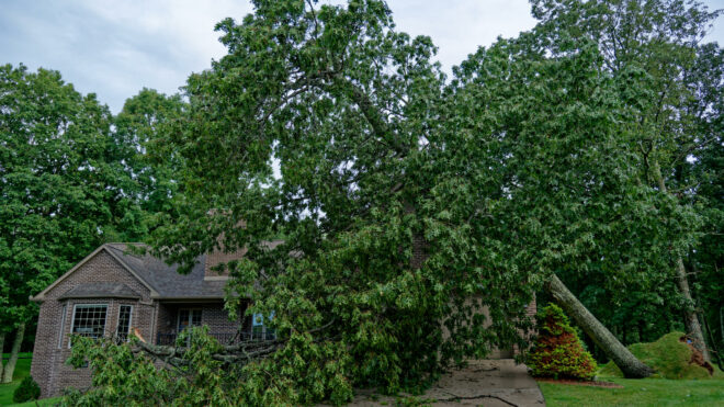 When to Call for Emergency Tree Removal in Maple Valley