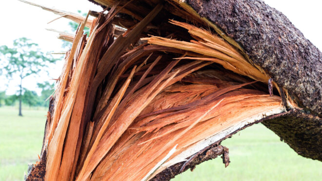 Top 7 Tips for Safe Storm Damage Tree Removal