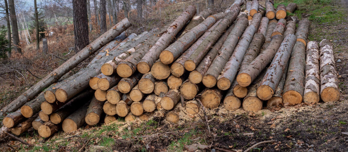 Effective Forestry: Clearcutting vs Selective Cutting Comparison