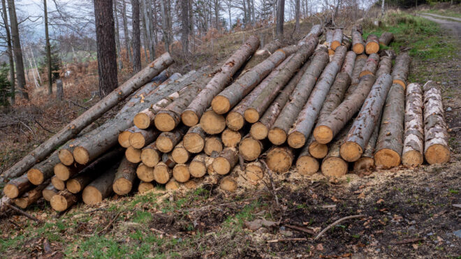 Effective Forestry: Clearcutting vs Selective Cutting Comparison