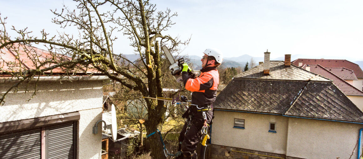 Keep Trees Healthy With Our Tree Trimming Service in Maple Valley