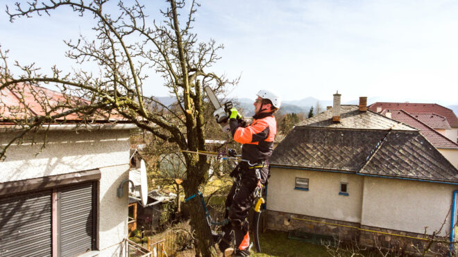 Keep Trees Healthy With Our Tree Trimming Service in Maple Valley