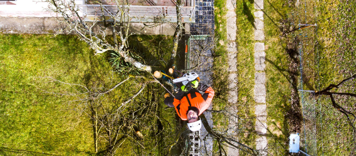 Top 6 Signs of a Quality Arborist in Maple Valley