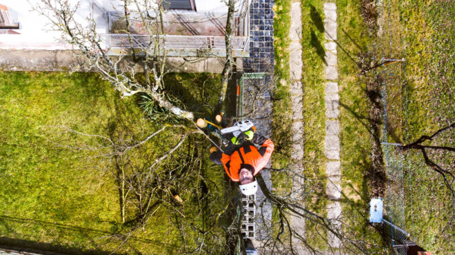 Top 6 Signs of a Quality Arborist in Maple Valley