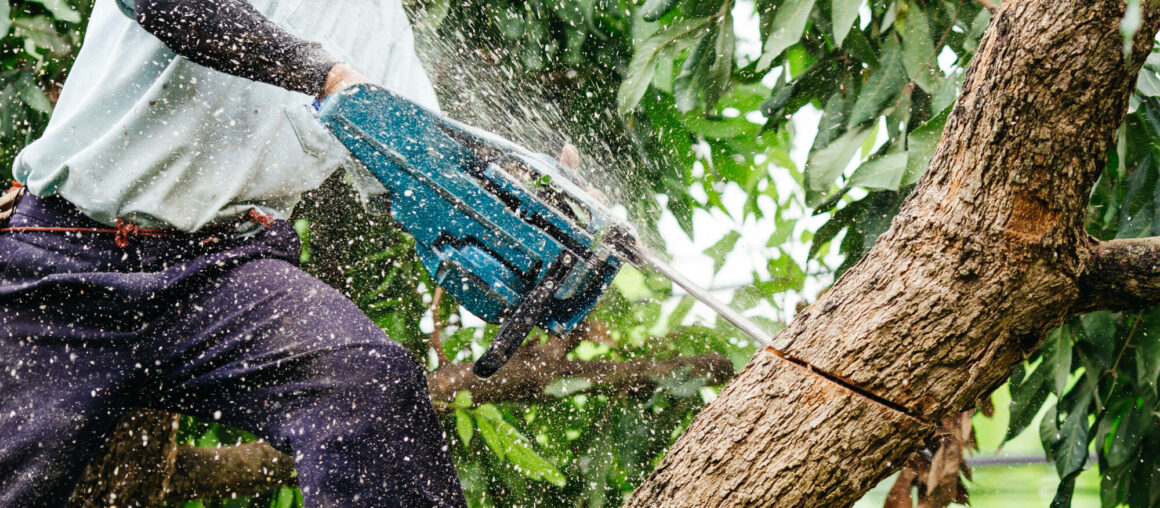 What to Expect During a Tree Trimming Service in Maple Valley