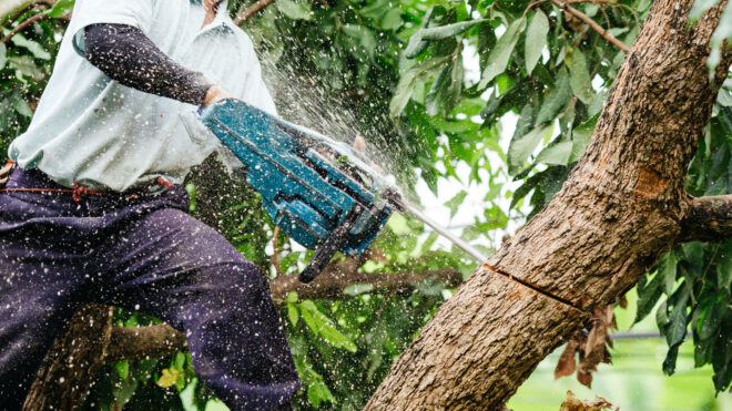 What to Expect During a Tree Trimming Service in Maple Valley