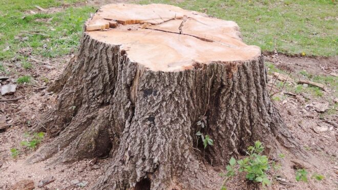 Top 5 Benefits of Stump Grinding After Tree Removal