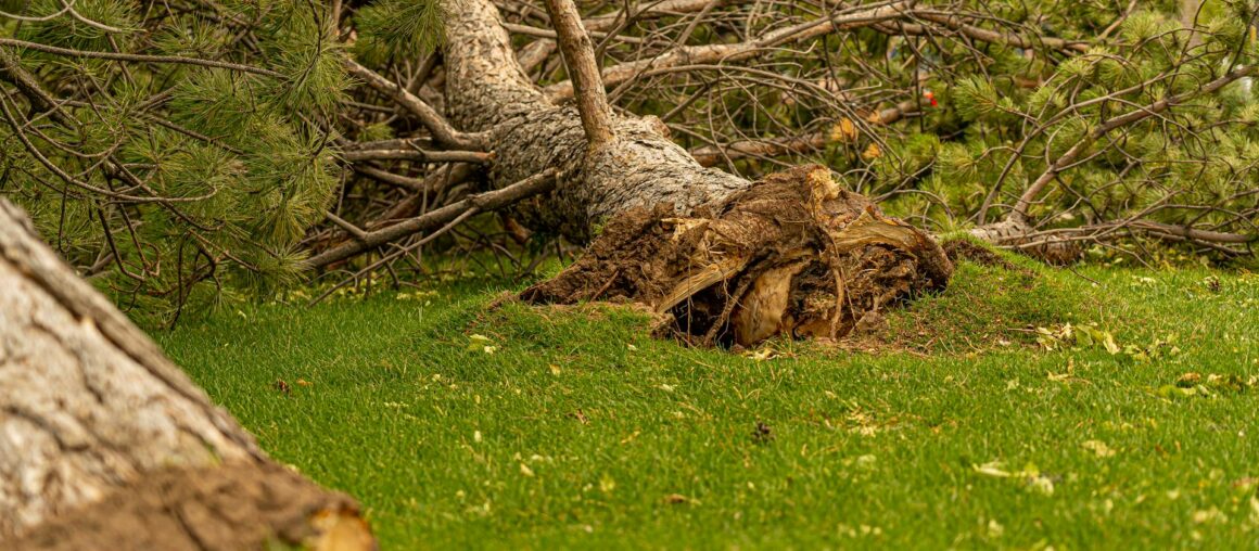 How to Spot a Dangerous Tree After a Storm