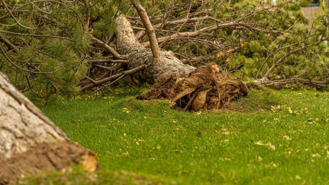 How to Spot a Dangerous Tree After a Storm