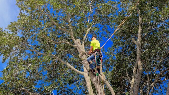 The Best Time to Prune Trees in the Puget Sound: A Seasonal Guide